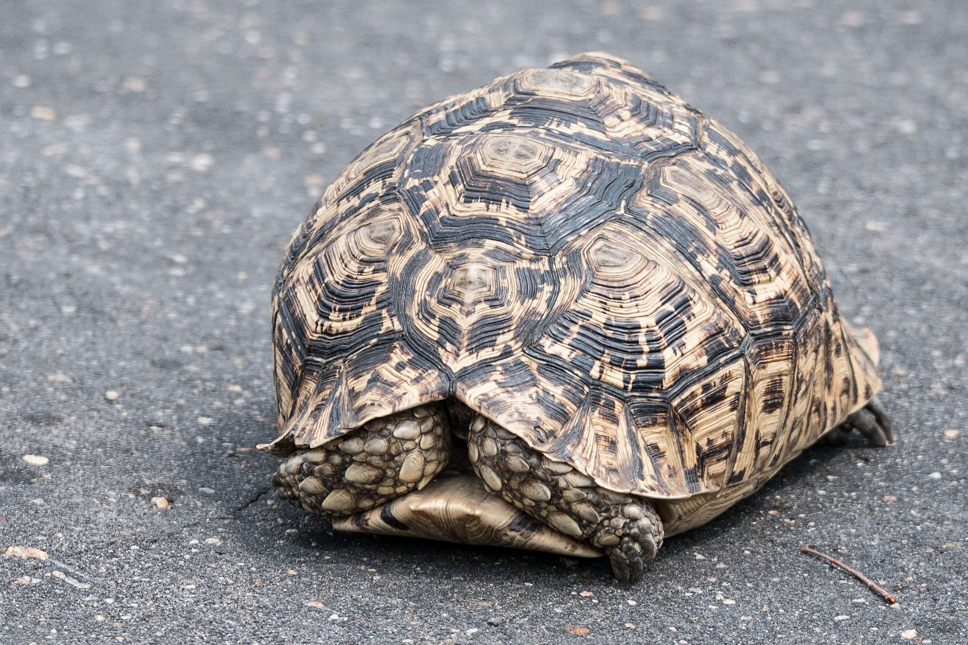 Tortue léopard (Leopard tortoise, Stigmochelys pardalis), adulte traversant la route, Lanner gorge, Makuleke conservancy, Limpopo, Afrique du Sud.